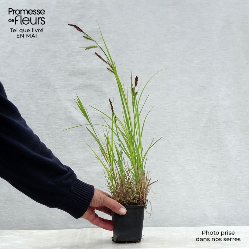 Spécimen de Laîche des rives Godet de 8/9 cm tel que livré au printemps