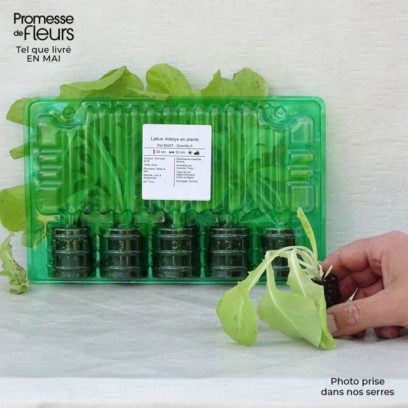 Example of Laitue Adelys en plants Motte 4 cm x 4,5 cm, Plant de 5 à 10 cm de haut as you get in printemps