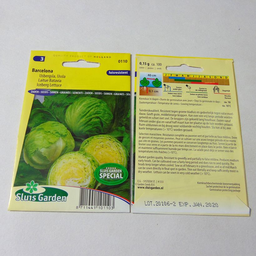 Exemple de spécimen de Laitue Batavia Barcelona - Lactuca sativa le sachet de 100 graines environ tel que livré