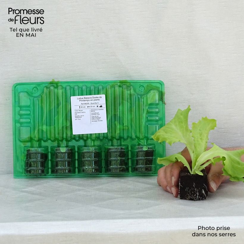 Example of Laitue Batavia Dorée de Printemps en plants Motte 4 cm x 4,5 cm, Plant de 5 à 10 cm de haut as you get in printemps