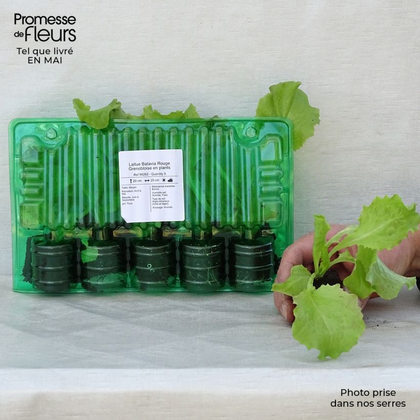 Spécimen de Laitue Batavia Rouge Grenobloise en plants Motte 4 cm x 4,5 cm, Plant de 5 à 10 cm de haut tel que livré au printemps