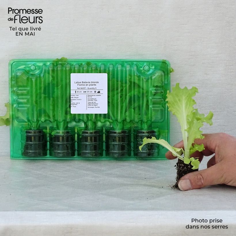 Example of Laitue Batavia blonde Florine en plants Motte 4 cm x 4,5 cm, Plant de 5 à 10 cm de haut as you get in printemps