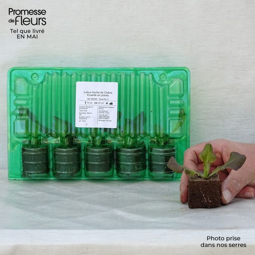 Example of Laitue feuille de Chêne Eluarde en plants Motte 4 cm x 4,5 cm, Plant de 5 à 10 cm de haut as you get in printemps