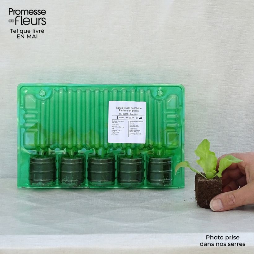 Example of Laitue feuille de Chêne Panisse en plants Motte 4 cm x 4,5 cm, Plant de 5 à 10 cm de haut as you get in printemps