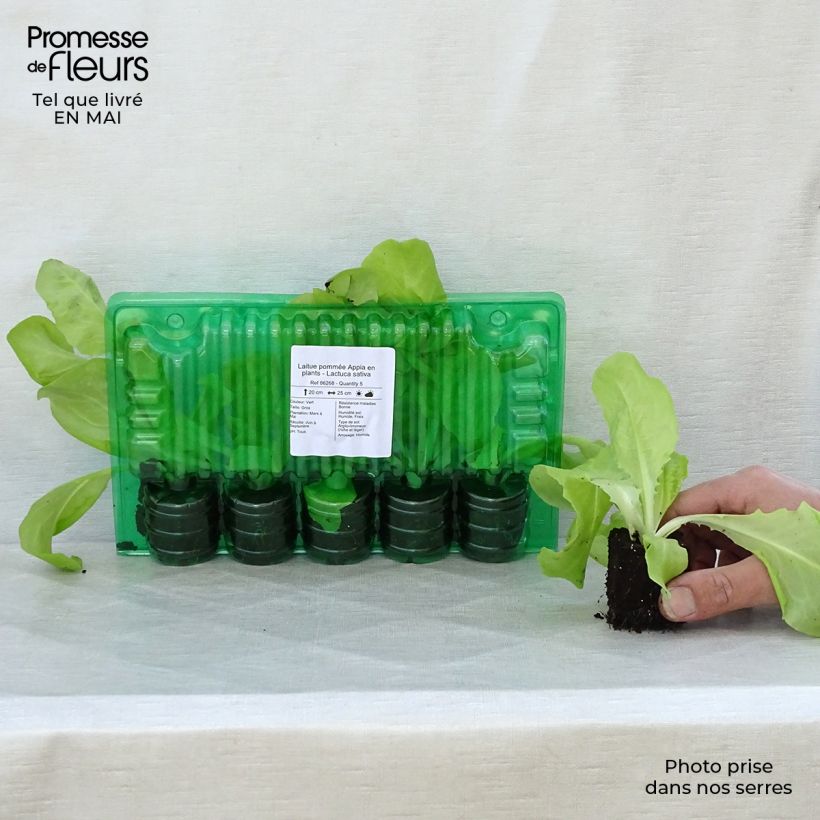 Example of Laitue pommée Appia en plants - Lactuca sativa Motte 4 cm x 4,5 cm, Plant de 5 à 10 cm de haut as you get in printemps