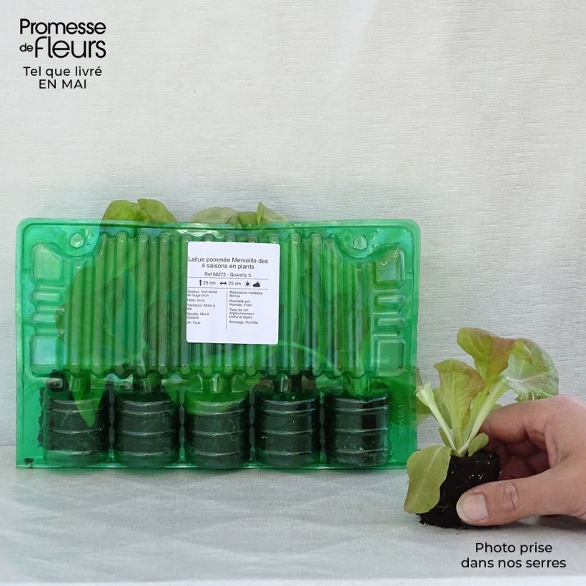 Spécimen de Laitue pommée Merveille des 4 saisons en plants Motte 4 cm x 4,5 cm, Plant de 5 à 10 cm de haut tel que livré au printemps
