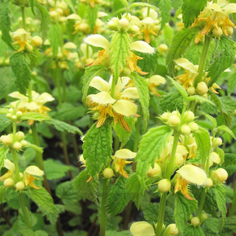 Lamiastrum ou Lamium galeobdolon - Ortie jaune (Flowering)