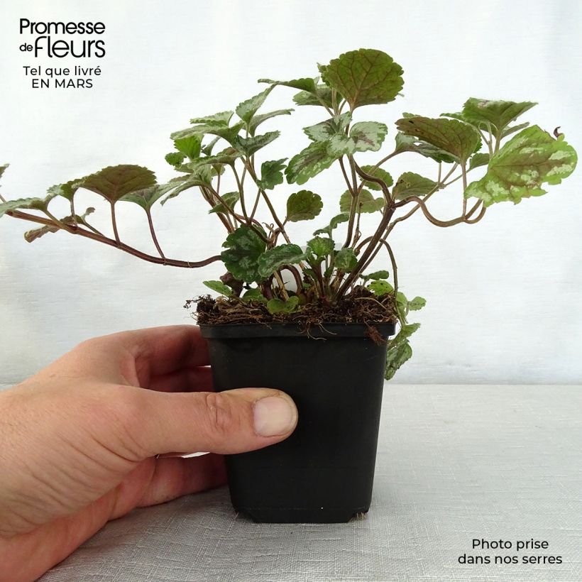 Example of Lamiastrum galeobdolon Florentinum - Lamier doré Godet de 8/9 cm as you get in printemps