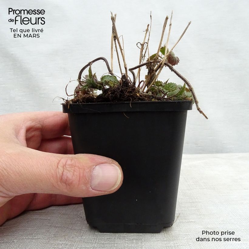 Example of Lamiastrum ou Lamium galeobdolon - Ortie jaune Godet de 8/9 cm as you get in printemps