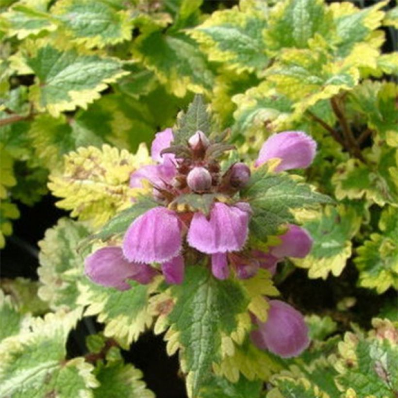 Lamium maculatum Golden Anniversary - Lamier panaché (Foliage)
