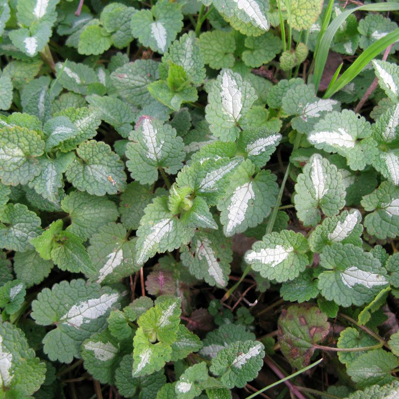 Lamium maculatum Album - Lamier maculé (Foliage)
