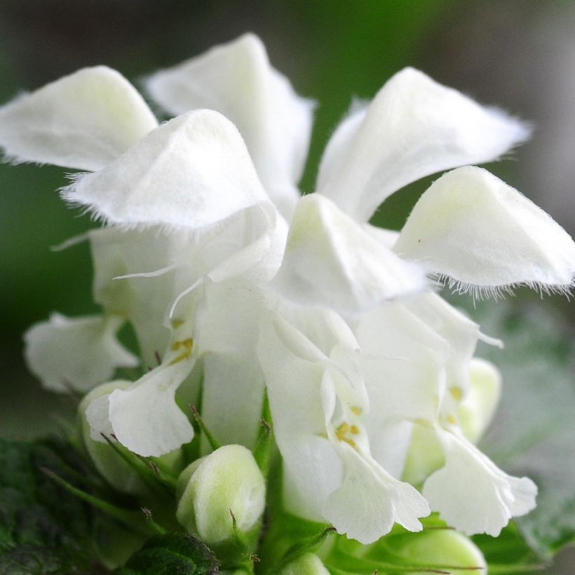 Lamium maculatum Album - Lamier maculé (Flowering)