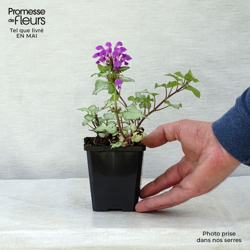 Example of Lamium maculatum Beacon Silver - Lamier argenté rose magenta Godet de 8/9 cm as you get in printemps