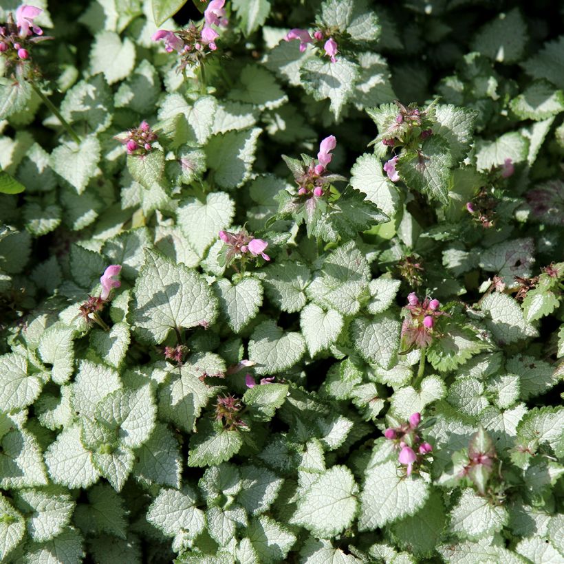Lamium maculatum Beacon Silver - Lamier argenté rose magenta (Plant habit)