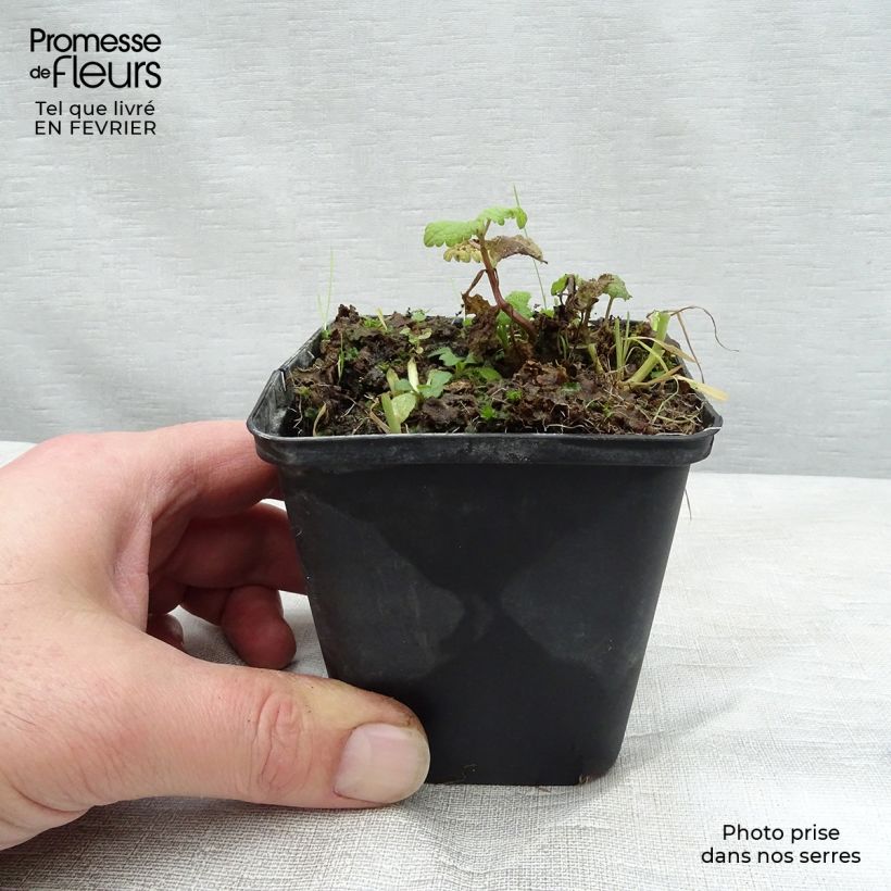 Spécimen de Lamium maculatum Cannon s Gold - Lamier panaché Godet de 8/9 cm tel que livré en hiver