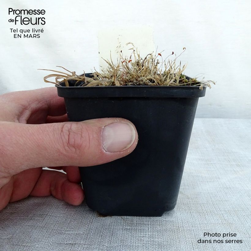 Spécimen de Lamium maculatum Golden Nuggets Godet de 8/9 cm tel que livré au printemps