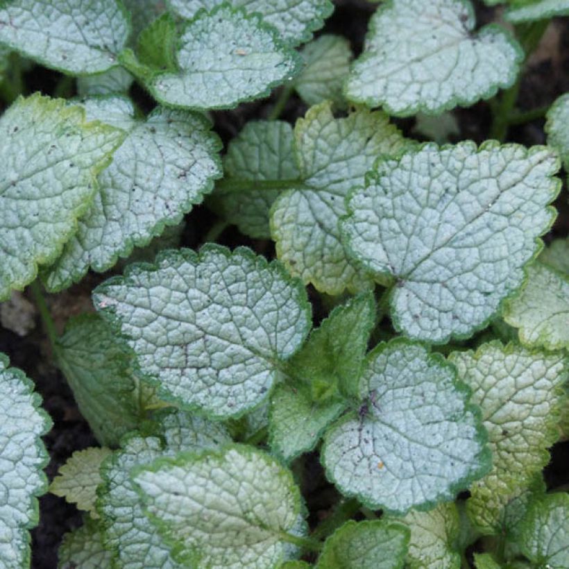 Lamium maculatum Pink Pewter - Lamier rose (Foliage)