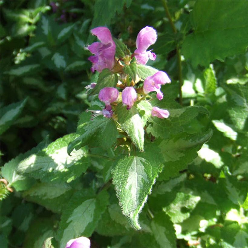 Lamium maculatum Pink Pewter - Lamier rose (Flowering)