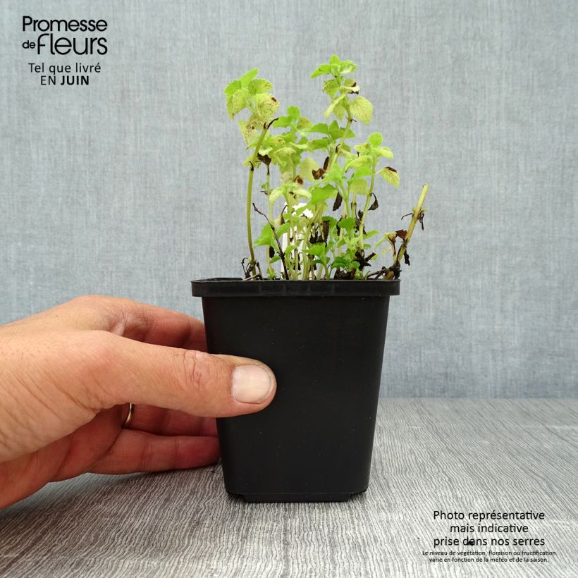 Spécimen de Lamium maculatum Pink Pewter - Lamier rose Godet de 8/9 cm tel que livré en été