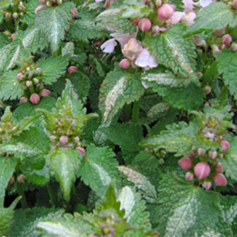 Lamium maculatum Purple Dragon - Lamier argenté et violet (Foliage)