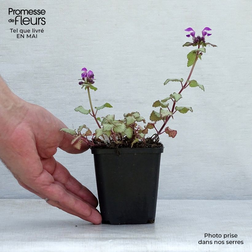 Example of Lamium maculatum Purple Dragon - Lamier argenté et violet Godet de 8/9 cm as you get in printemps