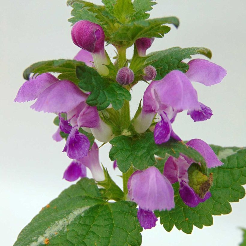 Lamium maculatum Roseum -  Lamier maculé rose (Flowering)