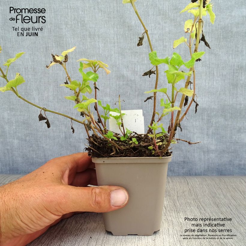 Spécimen de Lamium maculatum Roseum -  Lamier maculé rose Godet de 8/9 cm tel que livré en été
