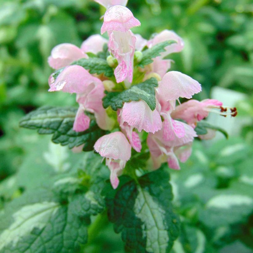 Lamium maculatum Shell Pink - Lamier rose (Flowering)
