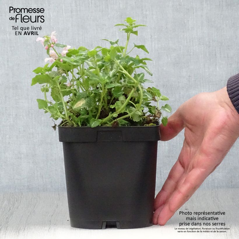 Example of Lamium maculatum Shell Pink - Lamier rose Pot de 2L/3L as you get in printemps