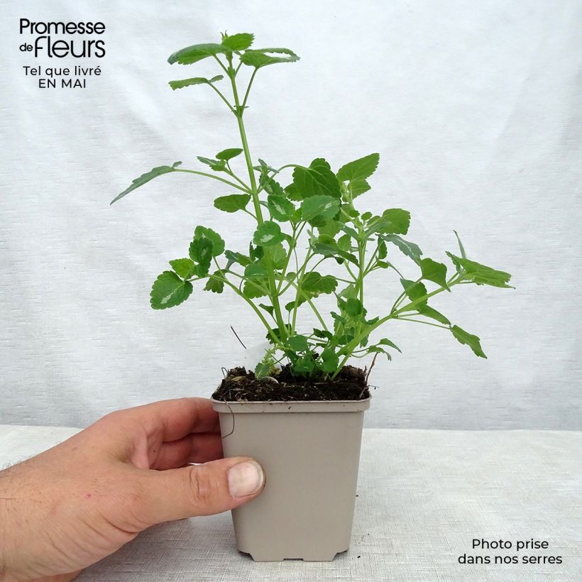 Example of Lamium maculatum Shell Pink - Lamier rose Godet de 8/9 cm as you get in printemps