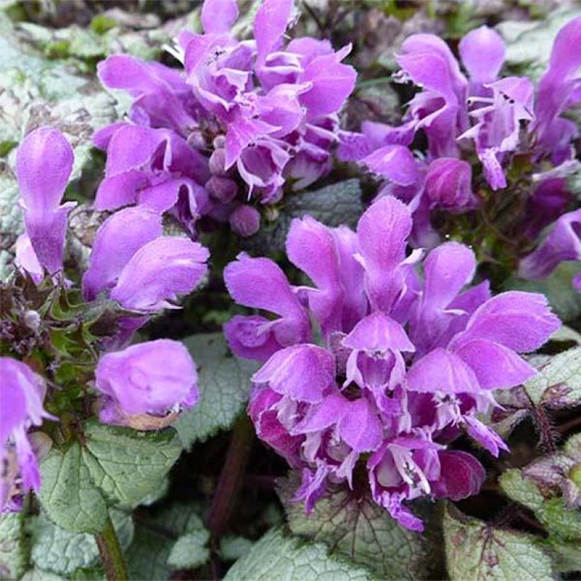 Lamium maculatum Sterling Silver - Lamier argenté (Flowering)