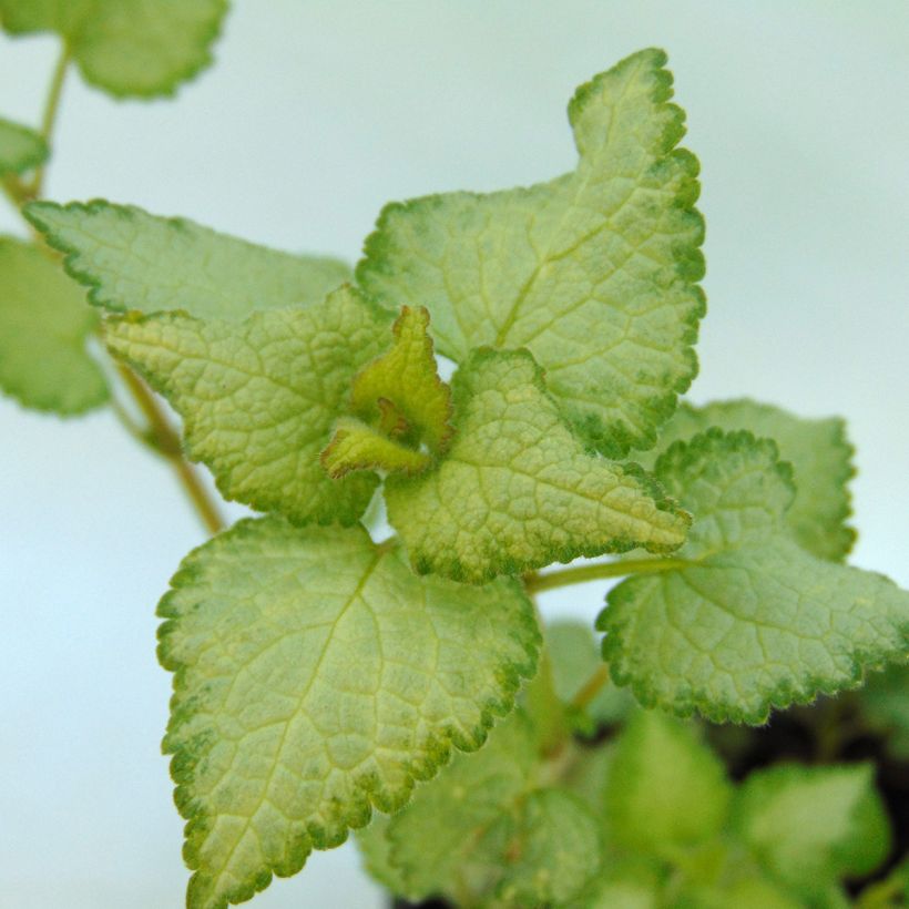 Lamium maculatum Sterling Silver - Lamier argenté (Foliage)