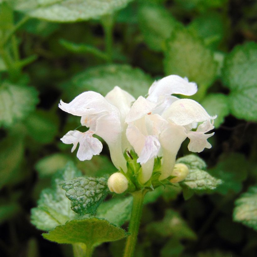 Lamium maculatum White Nancy - Lamier blanc (Flowering)
