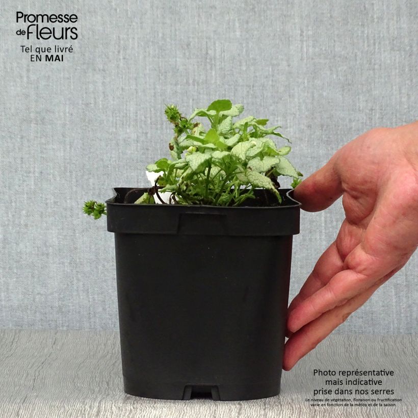 Example of Lamium maculatum White Nancy - Lamier blanc Pot de 2L/3L as you get in printemps