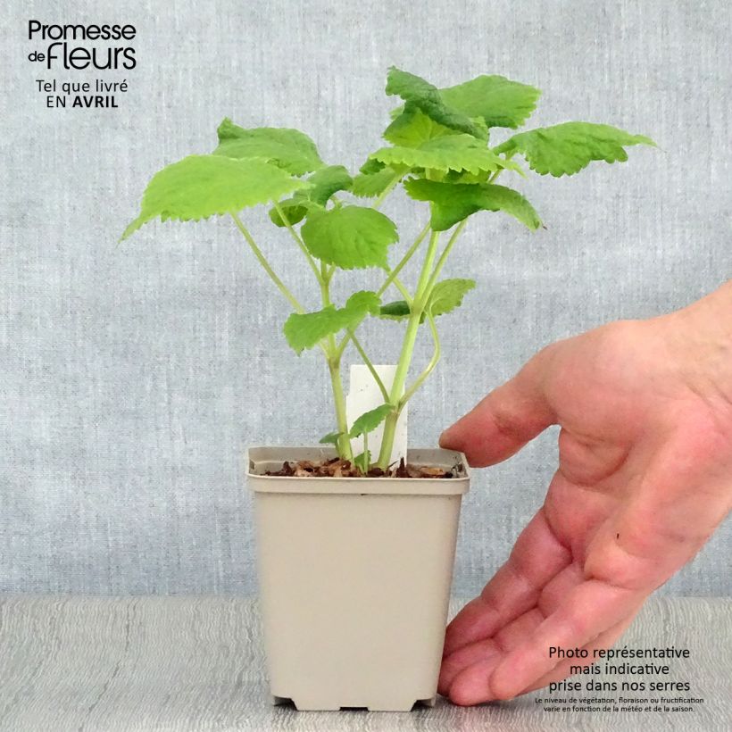 Spécimen de Lamium orvala Album - Lamier orvale Godet de 8/9 cm tel que livré au printemps