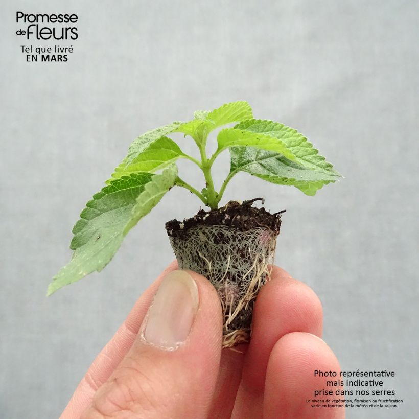 Spécimen de Lantana Bloomify Red Mini-motte Ø 3/4 cm tel que livré au printemps