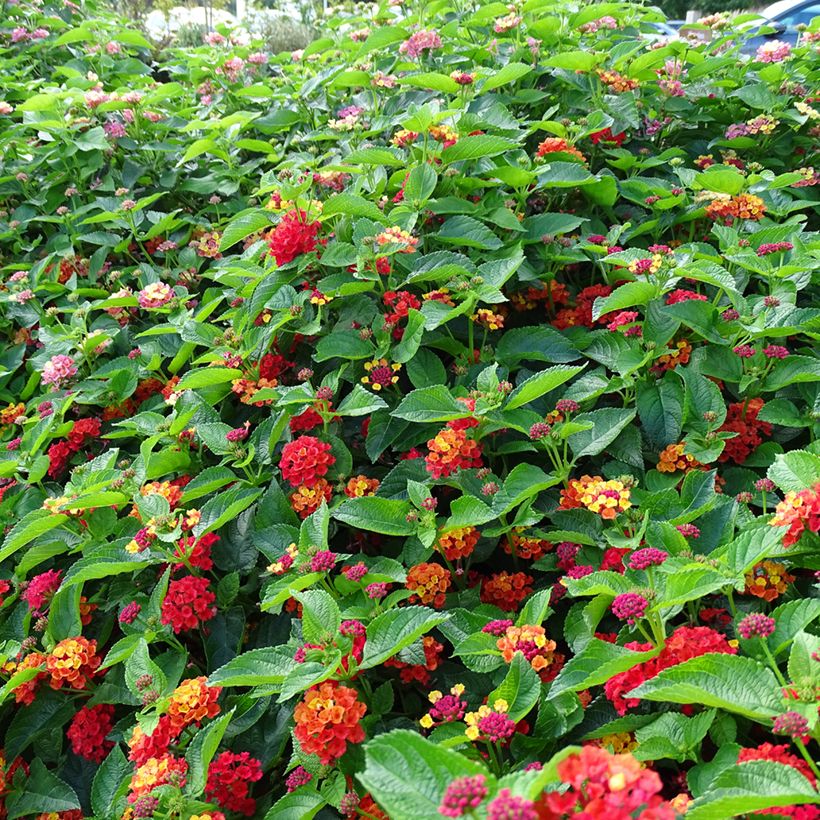 Lantana Bloomify Red (Port)