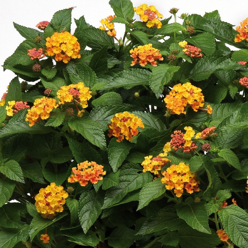 Lantana Bloomify Orange (Floraison)