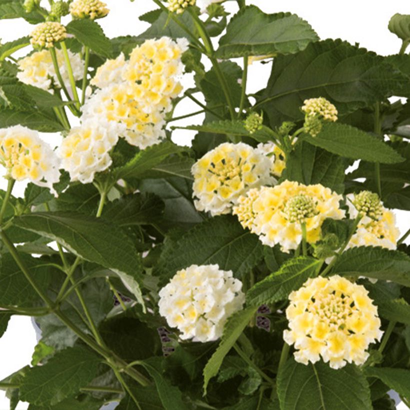 Lantana Bloomify White (Floraison)