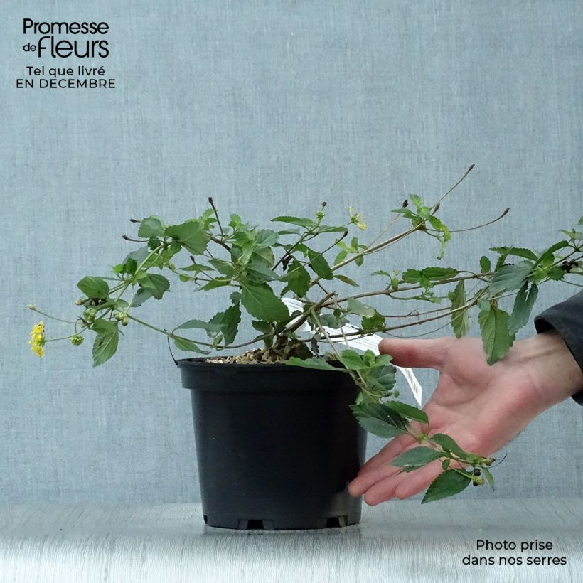 Spécimen de Lantana Chapel Hill Gold Pot de 2L/3L tel que livré en hiver
