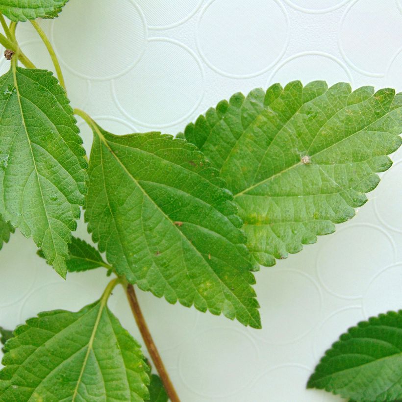 Lantana Chapel Hill Yellow (Foliage)