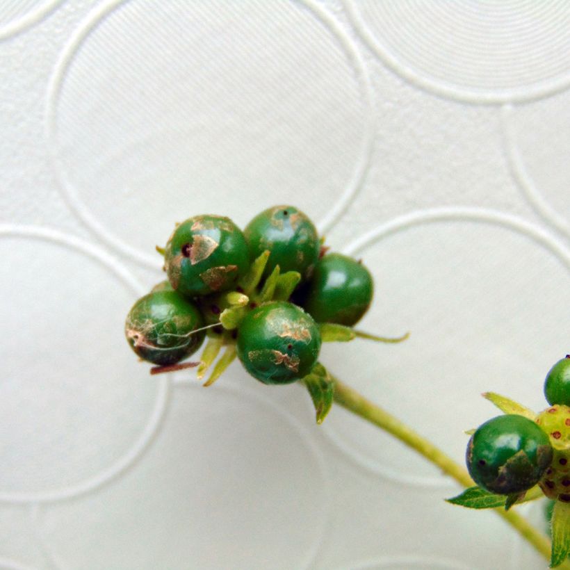 Lantana Chapel Hill Yellow (Harvest)