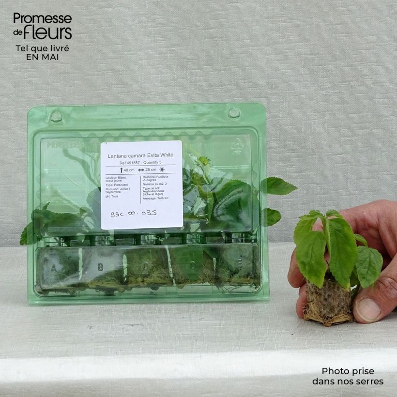 Example of Lantana camara Evita White Mini-motte Ø 3/4 cm, Plant vert de 5 à 10 cm de haut as you get in printemps