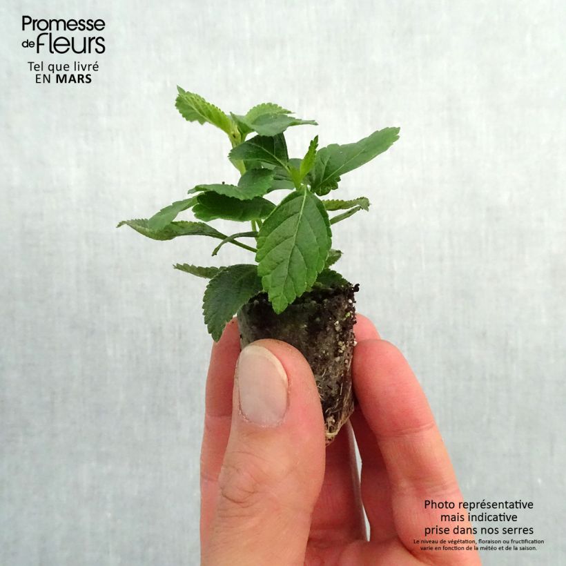 Example of Lantana camara Evita Yellow Mini-motte Ø 3/4 cm, Plant vert de 5 à 10 cm de haut as you get in printemps