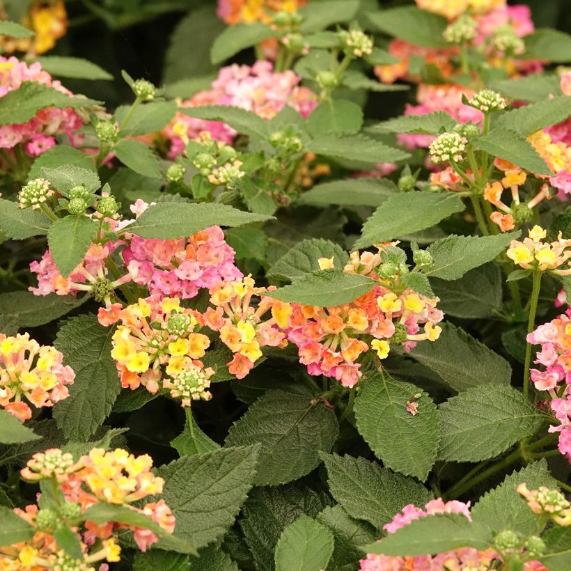 Lantana camara Evita Rose (Floraison)