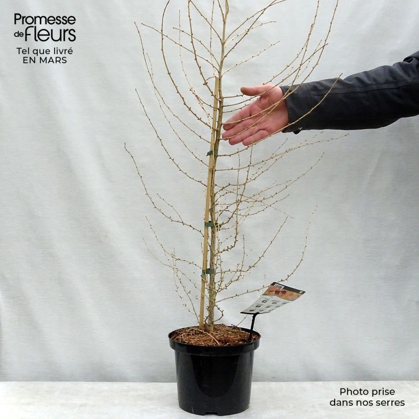 Example of Larix decidua - Mélèze d'Europe Pot de 4L/5L as you get in printemps