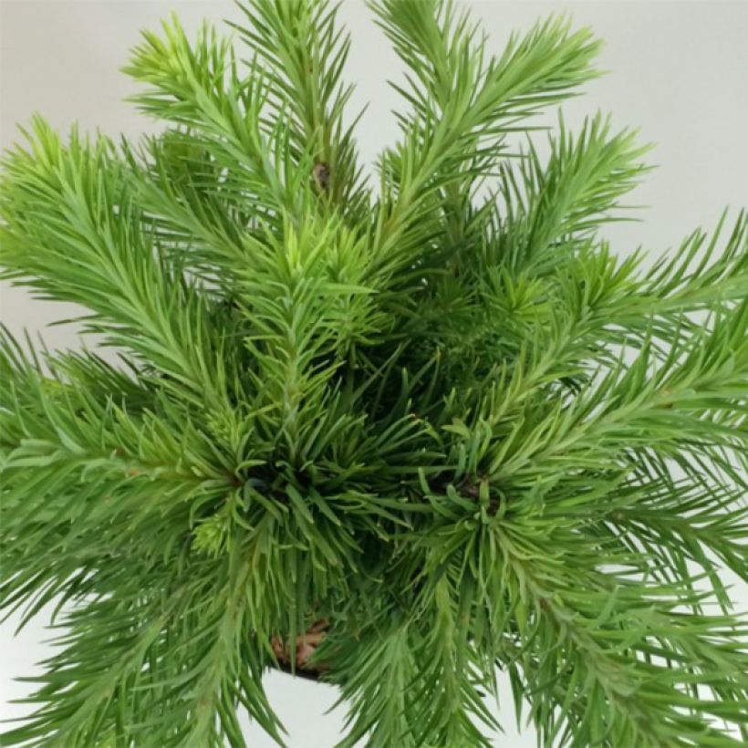 Larix kaempferi Grey Pearl - Mélèze du Japon nain                       (Foliage)