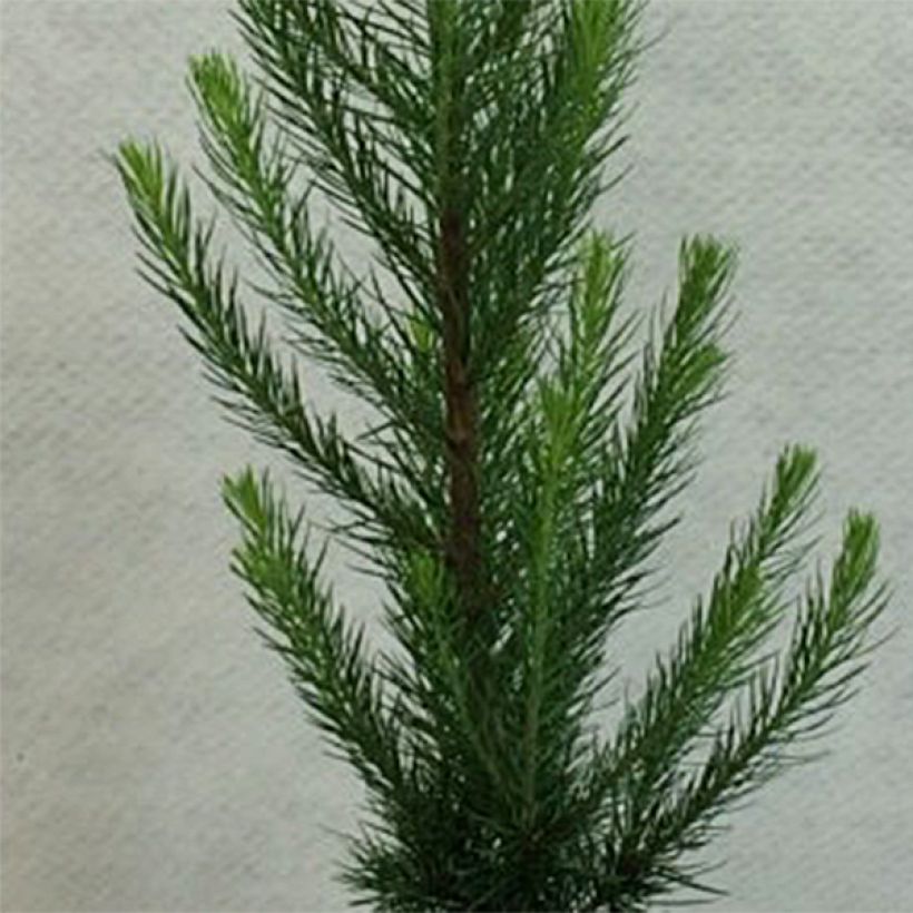 Larix kaempferi Jakobsen's Pyramid - Mélèze du Japon             (Foliage)