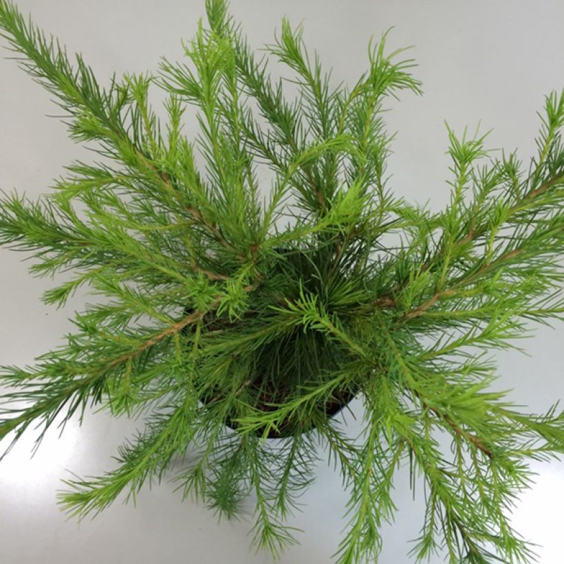 Larix laricina Arethusa Bog - Mélèze d'Amérique demi-nain                      (Foliage)