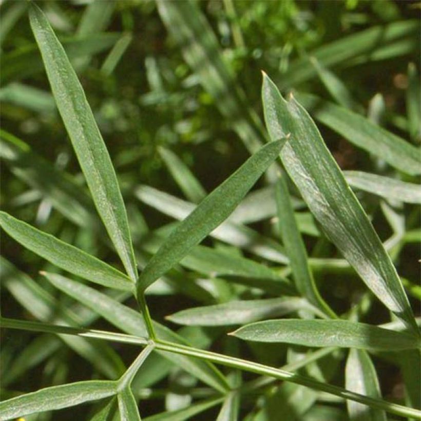 Laserpitium siler - Sermontain (Foliage)